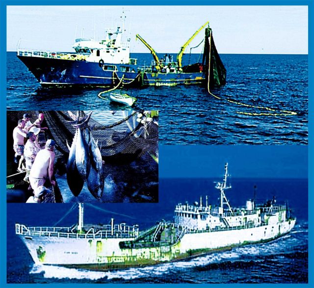 High seas fisheries: Ocean pelagic resources living near the surface are exploit ed by purse seiners and surface long-liners Picture