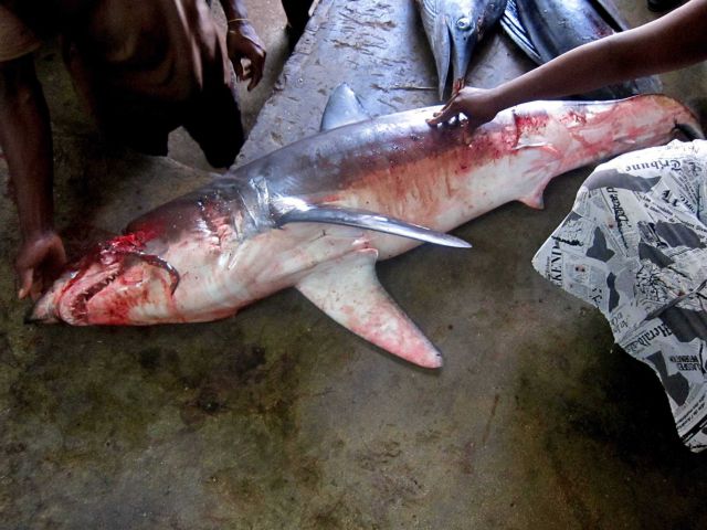 Shark being prepared for Sao Tomean market Picture