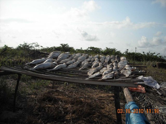 Fish drying on rack in artisinal fishing village Picture