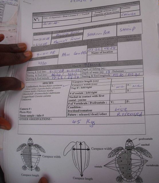 Marine mammal observer worksheet Picture