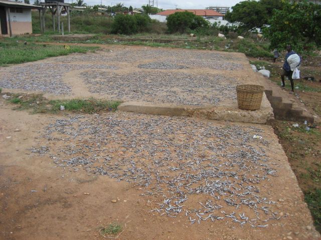 Fish drying at a local artisanal landing site Picture