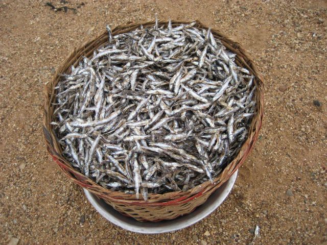 Dried fish ready to be taken to the market Picture