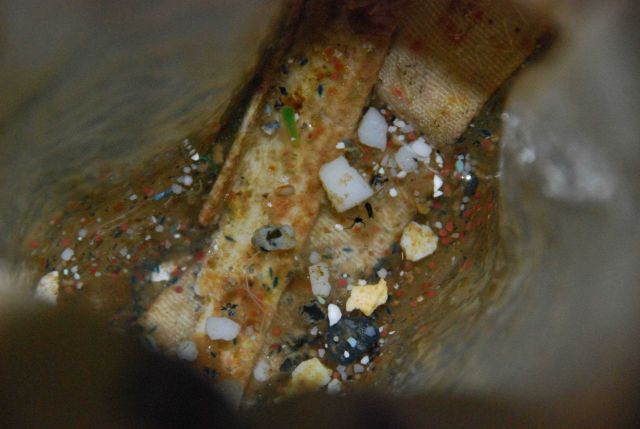 Plastic marine debris collected inside the cod end of the manta net after a tow Picture
