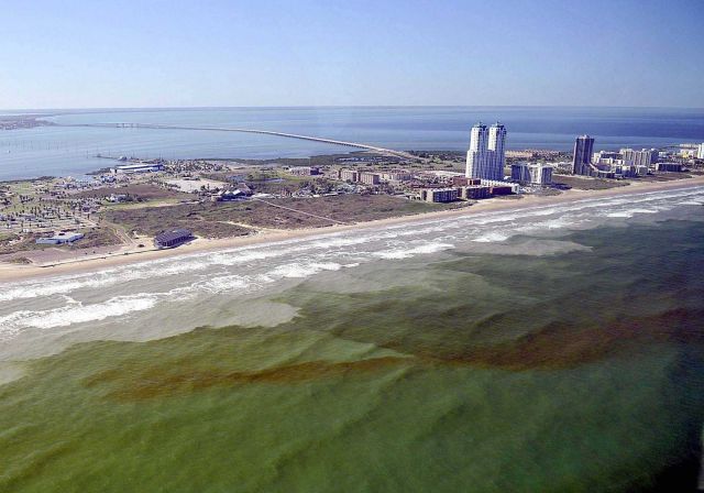 Karenia brevis algal bloom off the coast of Texas. Picture