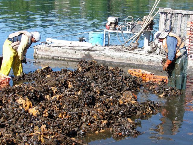 Mussels farmed in coastal areas and in the open ocean are one of the most promising sectors of the U.S Picture