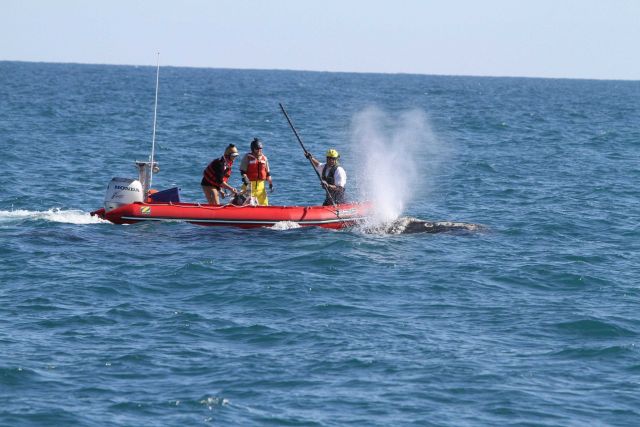 Scientists from NOAA Fisheries Service and its state and nonprofit partners successfully used at-sea chemical sedation to help cut the remaining ropes Picture