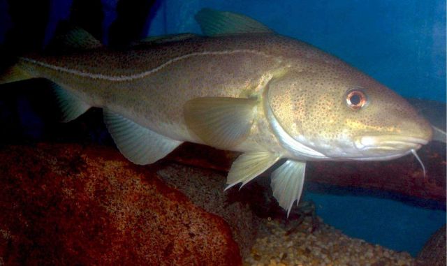 Atlantic cod. Picture