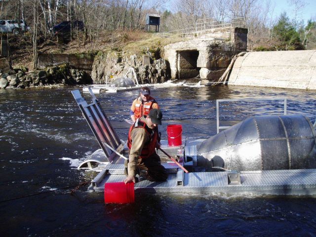 Researchers removing very young salmon bound for the Atlantic from water-powered traps in a river. Picture