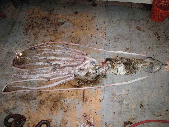 Giant squid collected by NOAA off the Louisiana coast from the NOAA Ship GORDON GUNTER from a trawl at a depth of more than 1500 feet. Picture