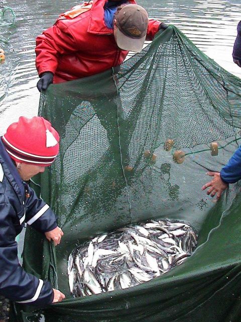 Researches inspect survey sample of herring captured in the Lynn Canal. Picture