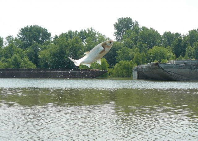 Jumping carp Picture