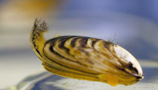 A zebra mussel, an invasive species that causes much damage on the Great Lakes Picture