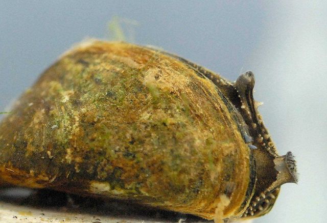 Zebra mussel (Dreissena polymorpha) Picture