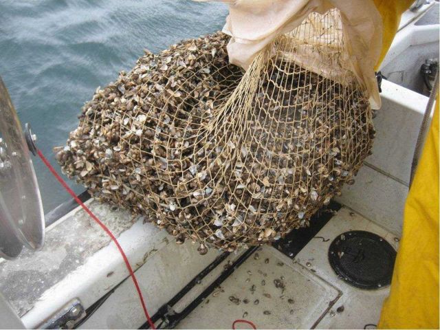 Quagga and zebra mussels collected from Lake Ontario Picture