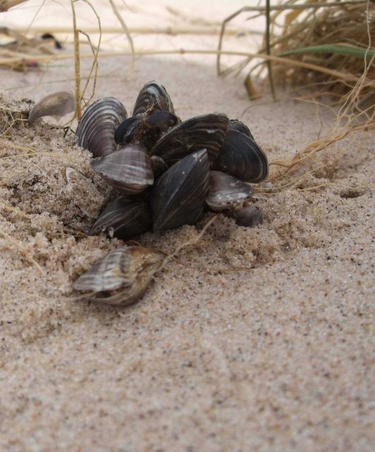 Zebra mussels along Lake Michigan shoreline (near Ludington) Picture