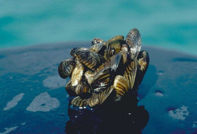 Zebra mussels. Picture