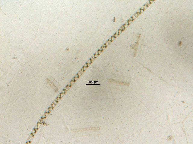 Lake Michigan phytoplankton Picture