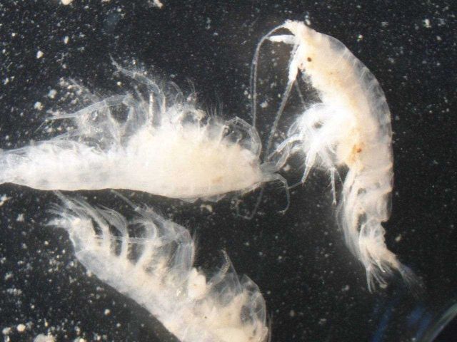 Zooplankton - Diporeia sp. Picture