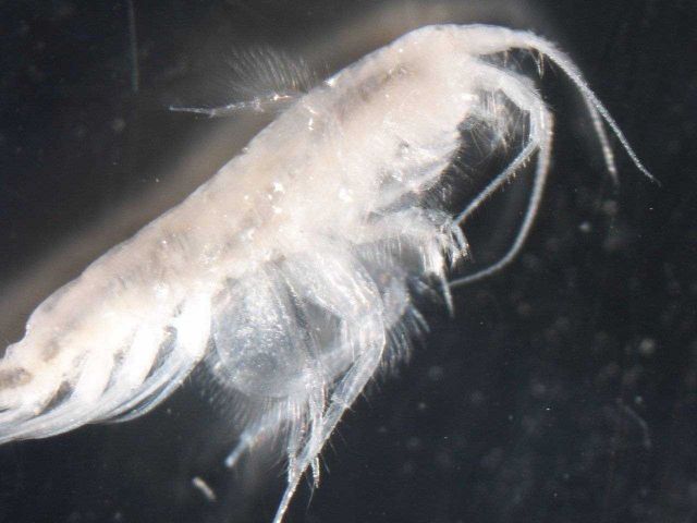 Zooplankton - Diporeia sp. Picture