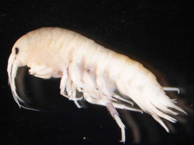 Zooplankton - Amphipod Gammaridae Picture