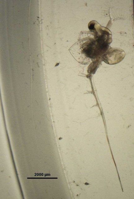 Zooplankton - Spiny water flea, Bythotrephes Picture