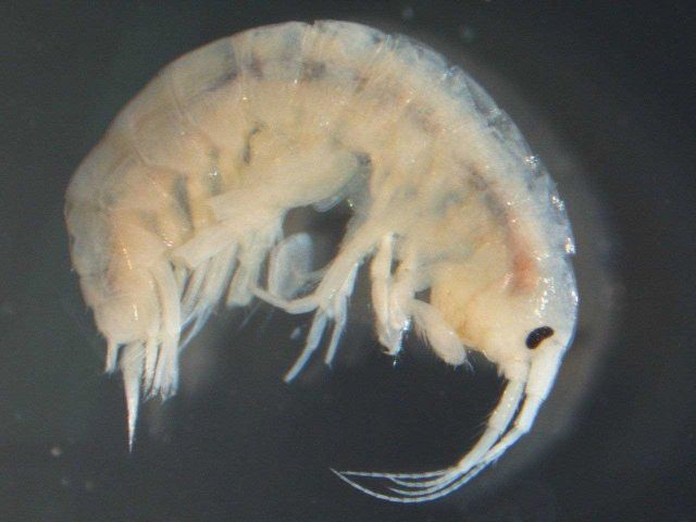 Zooplankton - Diporeia sp. Picture