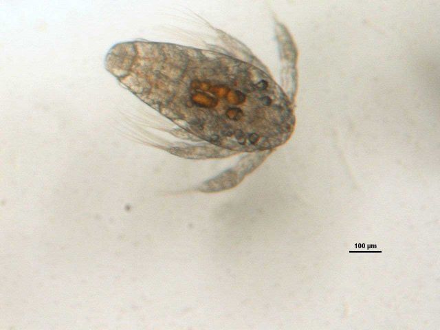 Zooplankton - Naulpli. Picture