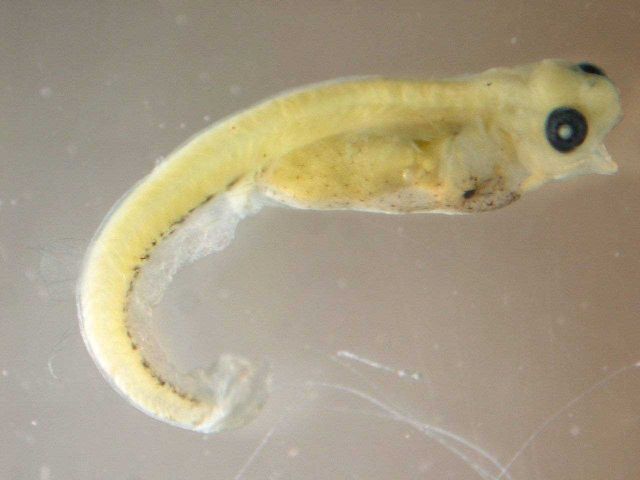 Zooplankton - Walleye, larval stage Picture