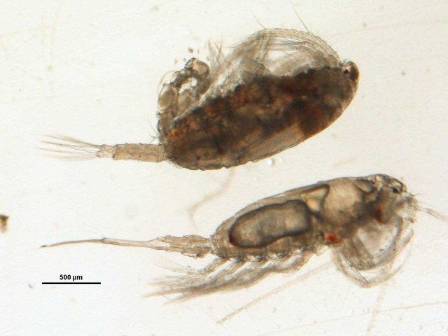Zooplankton - The copepod Senecella calanoides Picture