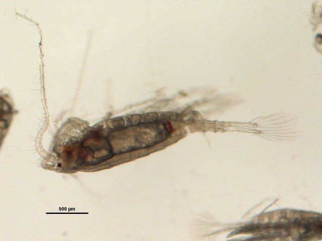 Zooplankton - Limnocalanus macrurus (male) Picture