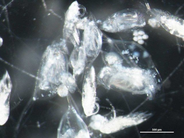 An assortment of zooplankton Picture