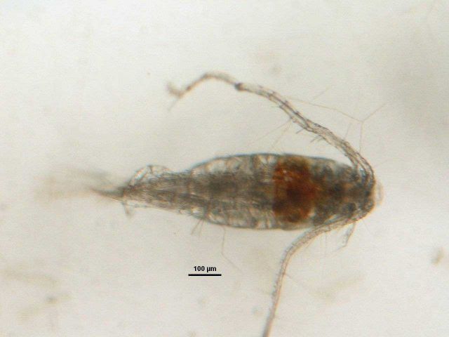 Zooplankton - Leptodiaptomus minutus (male) Picture