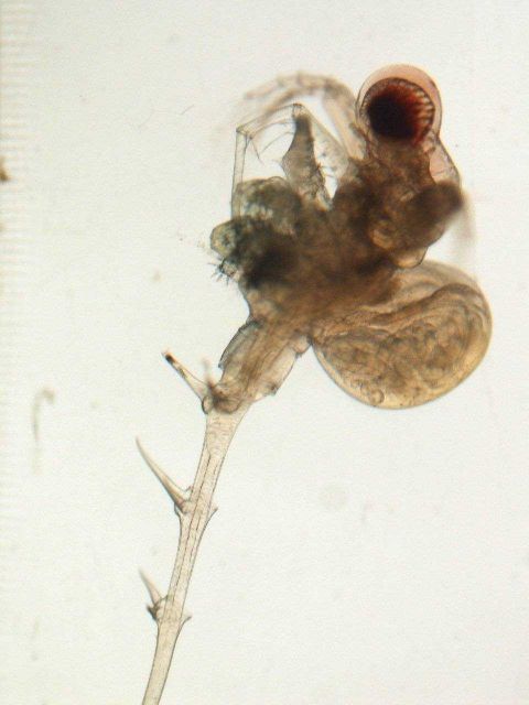 Zooplankton - Spiny water flea, Bythotrephes Picture