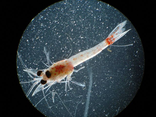 Zooplankton - Hemimysis anomala Picture