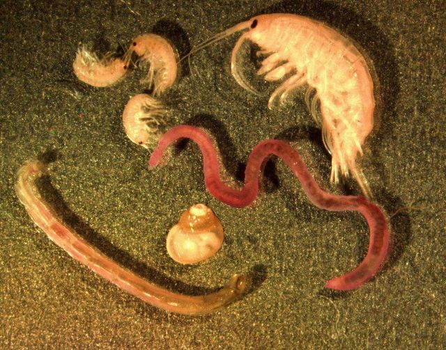 Microphotograph of typical benthic animals. Picture