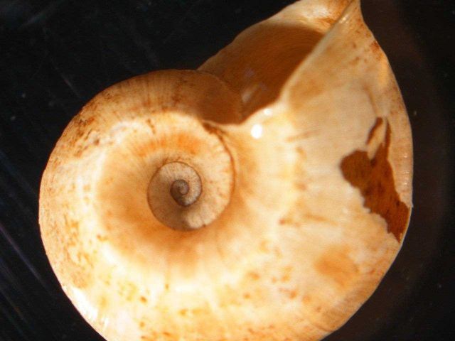 Gastropod Picture