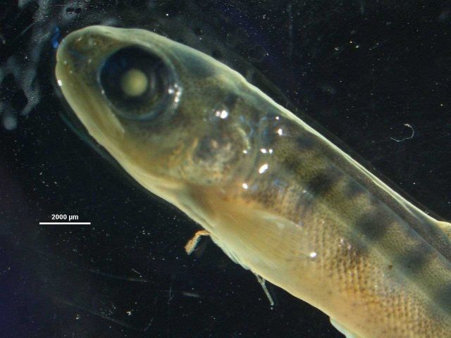 King Salmon larval stage Picture