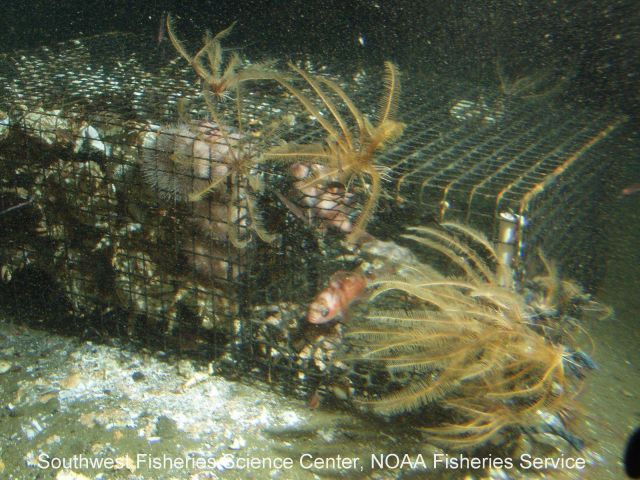 Crabs caught in an abandoned fish trap Picture