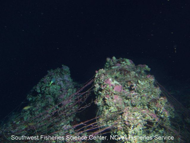 Derelict fishing net snagged on rock outcrop Picture