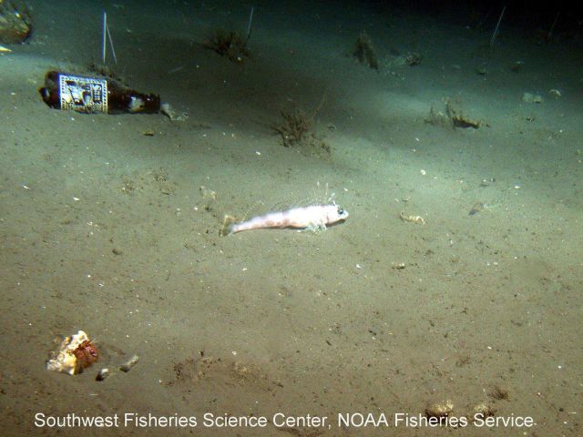 A short-spined combfish and a sufficiently recent beer bottle on the seafloor such that the label is legible. Picture