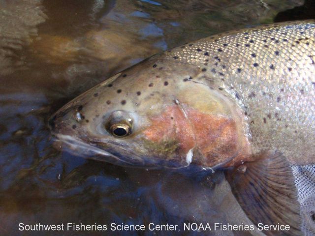 Adult steelhead in Scott Creek Picture