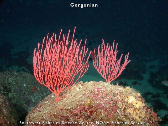 Gorgonian Picture