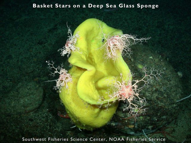 Basket stars on a deep sea glass sponge Picture