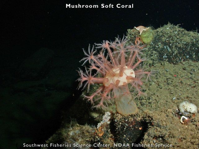 Mushroom soft coral Picture