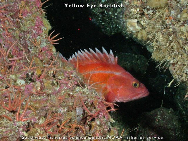 Yellow eye rockfish Picture