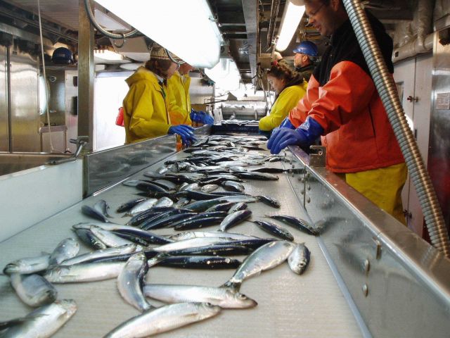 Operations on the NOAA Ship HENRY B Picture