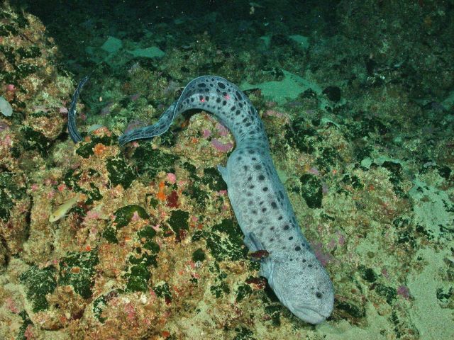 Wolf eel Picture