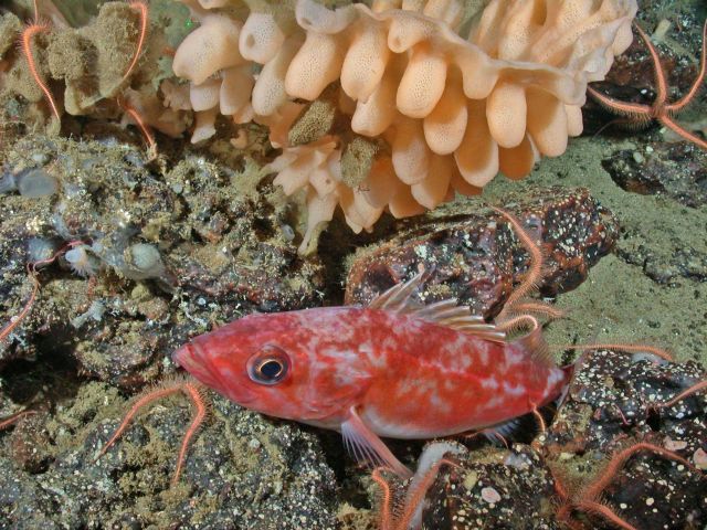 Rockfish (Sebastes sp.) next to a large goiter sponge Picture