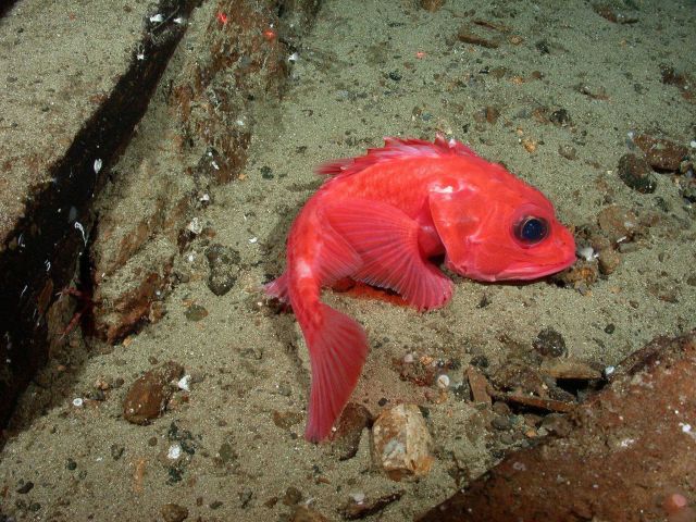Thornyhead rockfish Picture