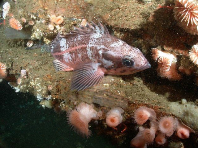 Rockfish (Sebastes sp.) Picture